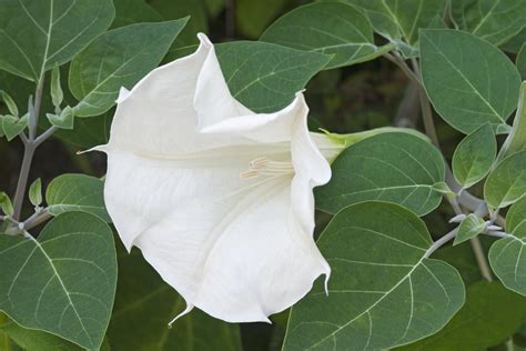 datura meaning